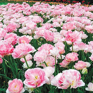 Foxtrot Double Tulip Seeds